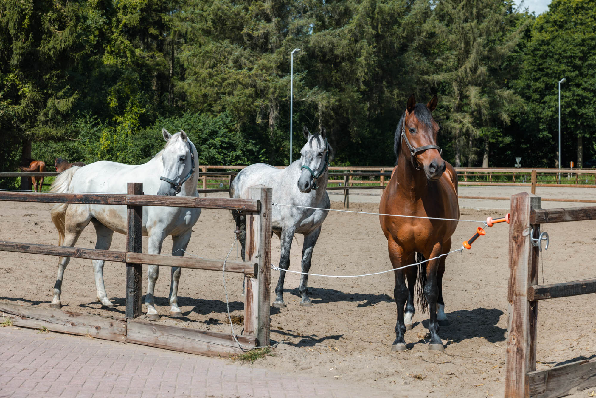 Onze paarden