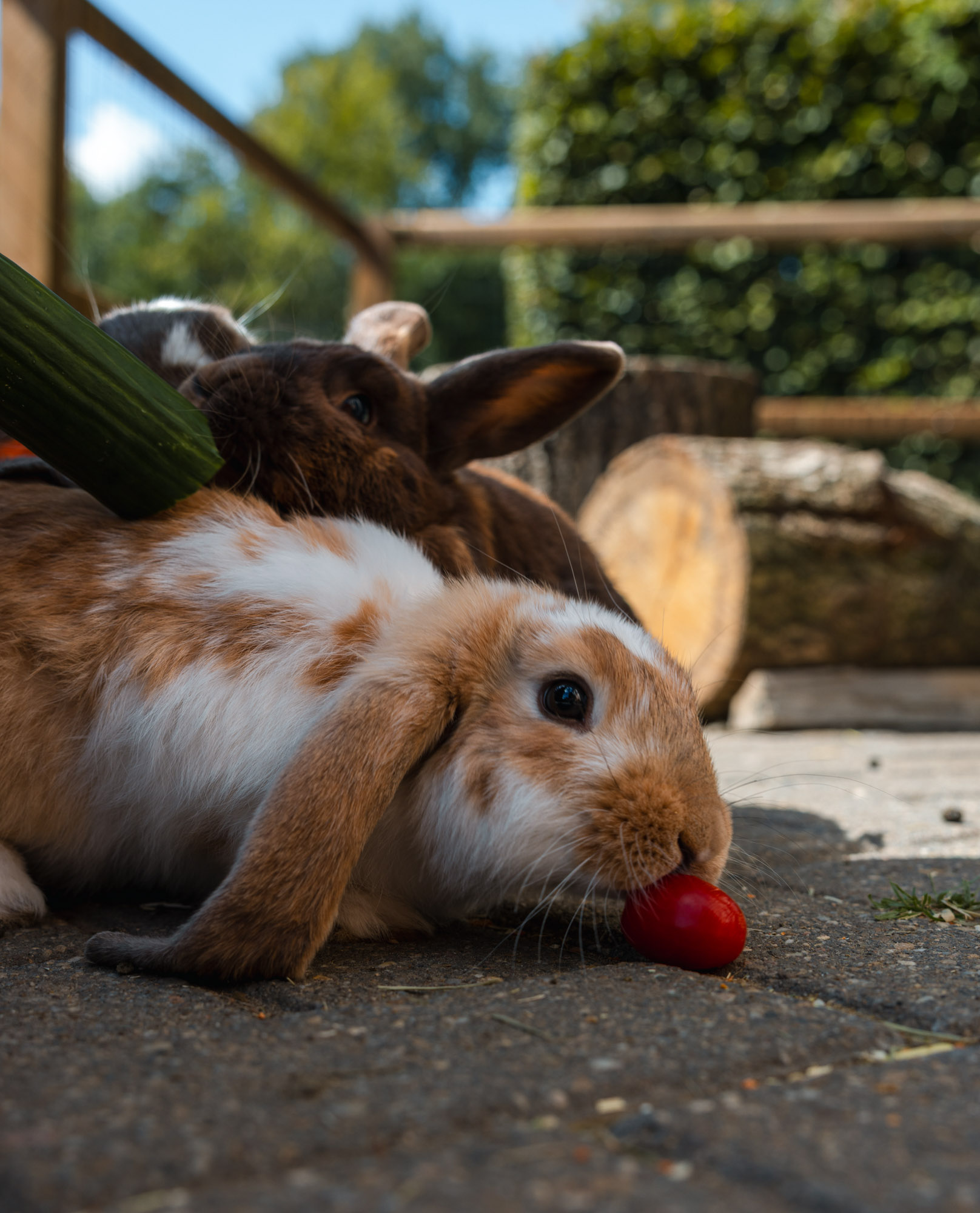 Konijnen eten groente