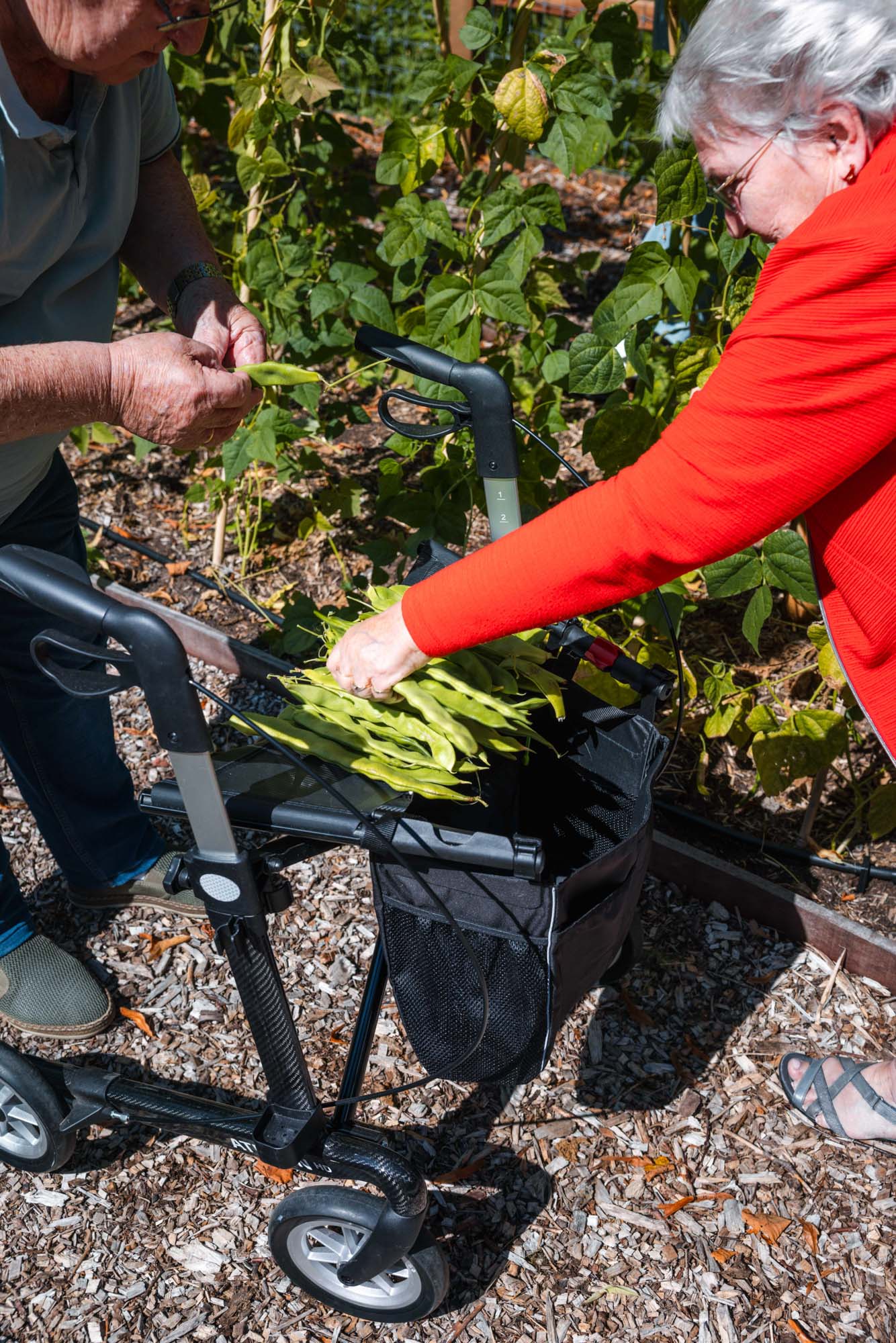 Vers geoogste groenten uit de moestuin