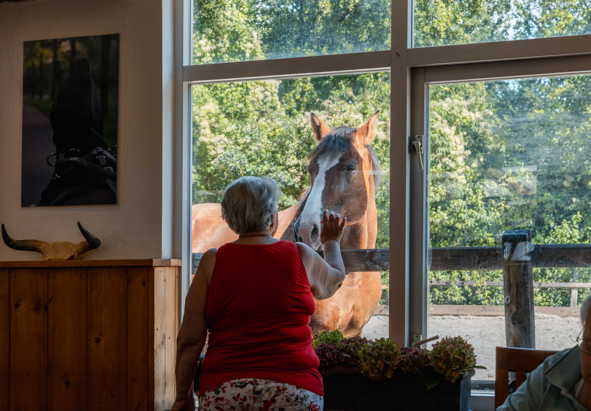 Contact met de paarden vanuit de huiskamer