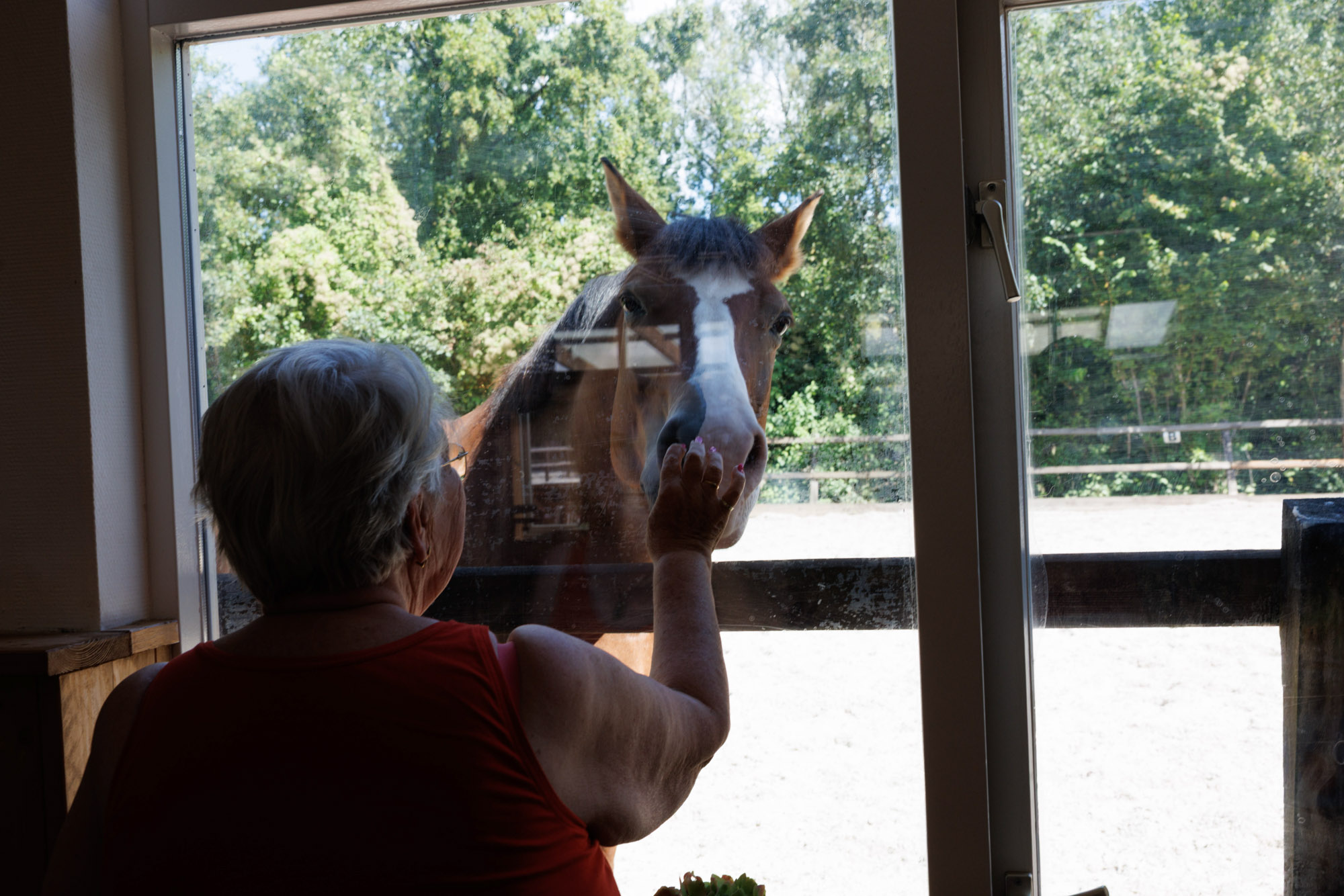 Contact met de paarden